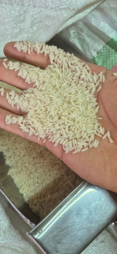 برنج هاشمی ممتاز اطمینان از بهترین شالیزارهای گیلان برداشت میشود. این برنج دانهبلند و خوشعطر، پس از پخت نرم و خوشطعم میشود و برای مهمانیها و مصرف روزانه انتخابی عالی است. بستهبندیها در وزنهای ۵ و ۱۰ کیلویی با کیسه پارچهای و پلاستیکی عرضه میشود.